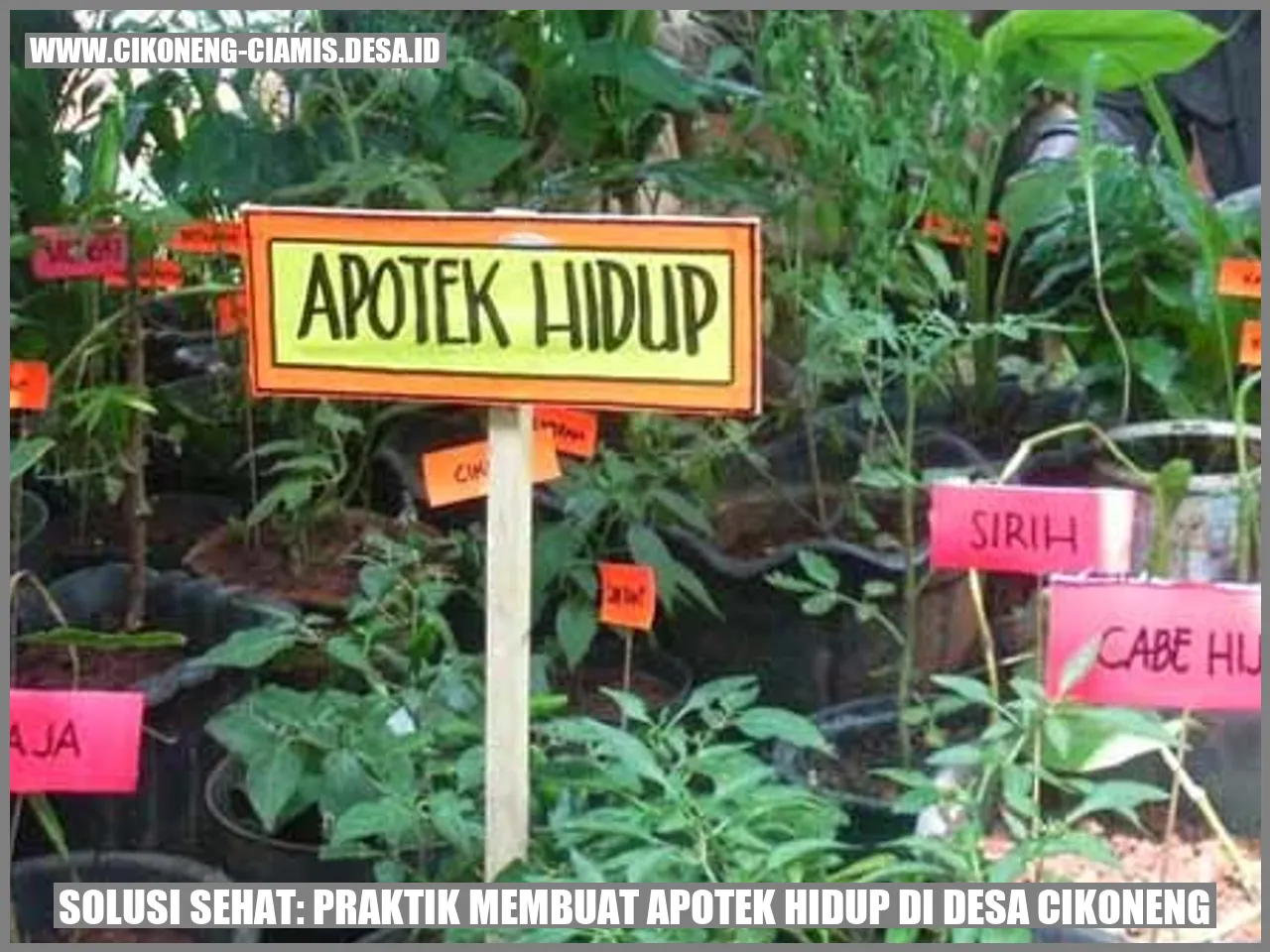 Apotek DESA: Solusi Kesehatan & Kecantikan untuk Warga Cilacap